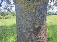 Olijffamilie [Oleaceae]